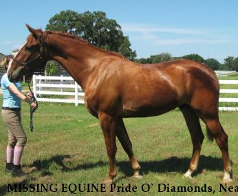 MISSING EQUINE Pride O` Diamonds, Near Ocala, FL, 00000
